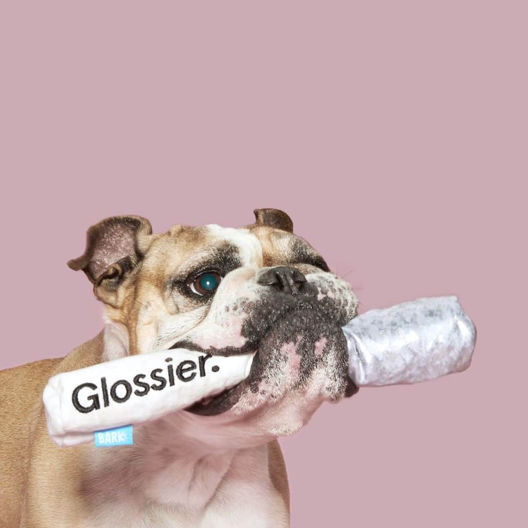 BarkBoxさんのインスタグラム写真 - (BarkBoxInstagram)「YOU WOOF GOOD 😍 ⁠ Our @glossier collab goes live TODAY! So if you're in NYC or LA, stop by the Glossier Flagship, say hi and pick up a Balm Dogcom or Toy Brow in person 😘 ⁠ ⁠ And if you're like the rest of us, @BarkShop has you covered!」9月6日 20時30分 - barkbox