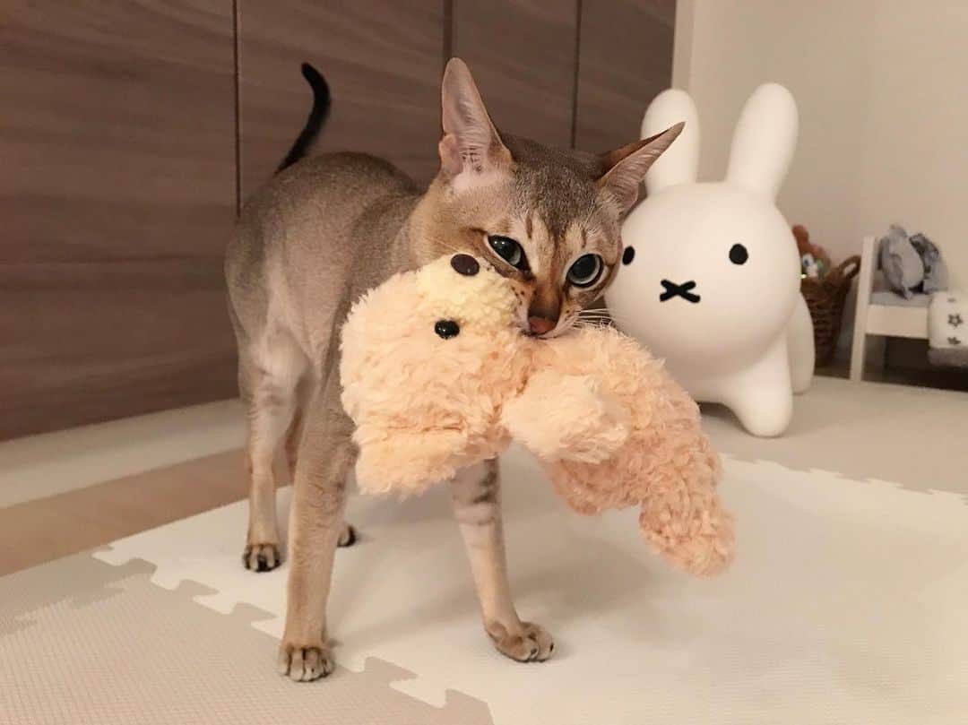 モルト♡Malt(Singapuracat)のインスタグラム：「くまさんに押されてすんごい顔。 * *」