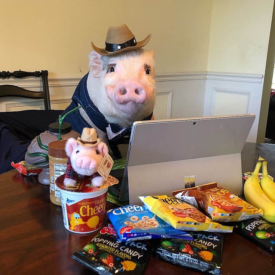 のインスタグラム：「PATREON IS HERE!!! So while we were out of school three days for the storm, Farmer Pop got his hurricane snacks and got online and set up a Patreon account for @prissyandpops_helpinghooves. If you aren’t familiar with Patreon it allows you to set up a monthly donation to show your support to an organization. ThOINK you so much for all of you who have requested this. Pop set up different tiers including $1 a month, so that everyone see that no amount is too little. He also added some perks for joining like exclusive access to pictures and first hoof information on rescues and projects around the farm. We have one coming up soon!😉 Is there something you could do without once a month...a cup of coffee, a magazine, an ice-cream cone, even a box of Cheerios (Pop added that), to help us provide the absolute best for these animals? Imagine what we could do if all our followers chipped in. Please keep in mind that Prissy and Pop’s Helping Hooves is a 501c3 non-profit organization, so all donations are tax-deductible. To join, go to patreon.com/prissyandpopshelpinghooves, or click the link in our bio And please follow @prissyandpops_helpinghooves if you aren’t already, so that you can get to know these sweet animals. ThOINK so much for your support and great job Farmer Pop on the page. Love the piggy pink!🐷🤠#501c3 #patreon #FarmerPop #prissyandpopshelpinghooves」