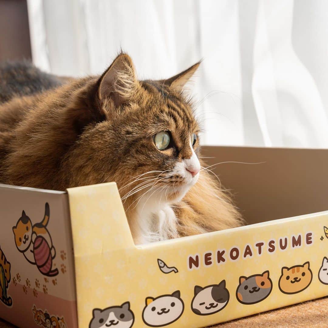 マアルさんのインスタグラム写真 - (マアルInstagram)「もずくさん #🐈 #猫好きさんと繋がりたい #北海道 #旭川市 #ペットシッター」9月6日 21時16分 - psmaaru
