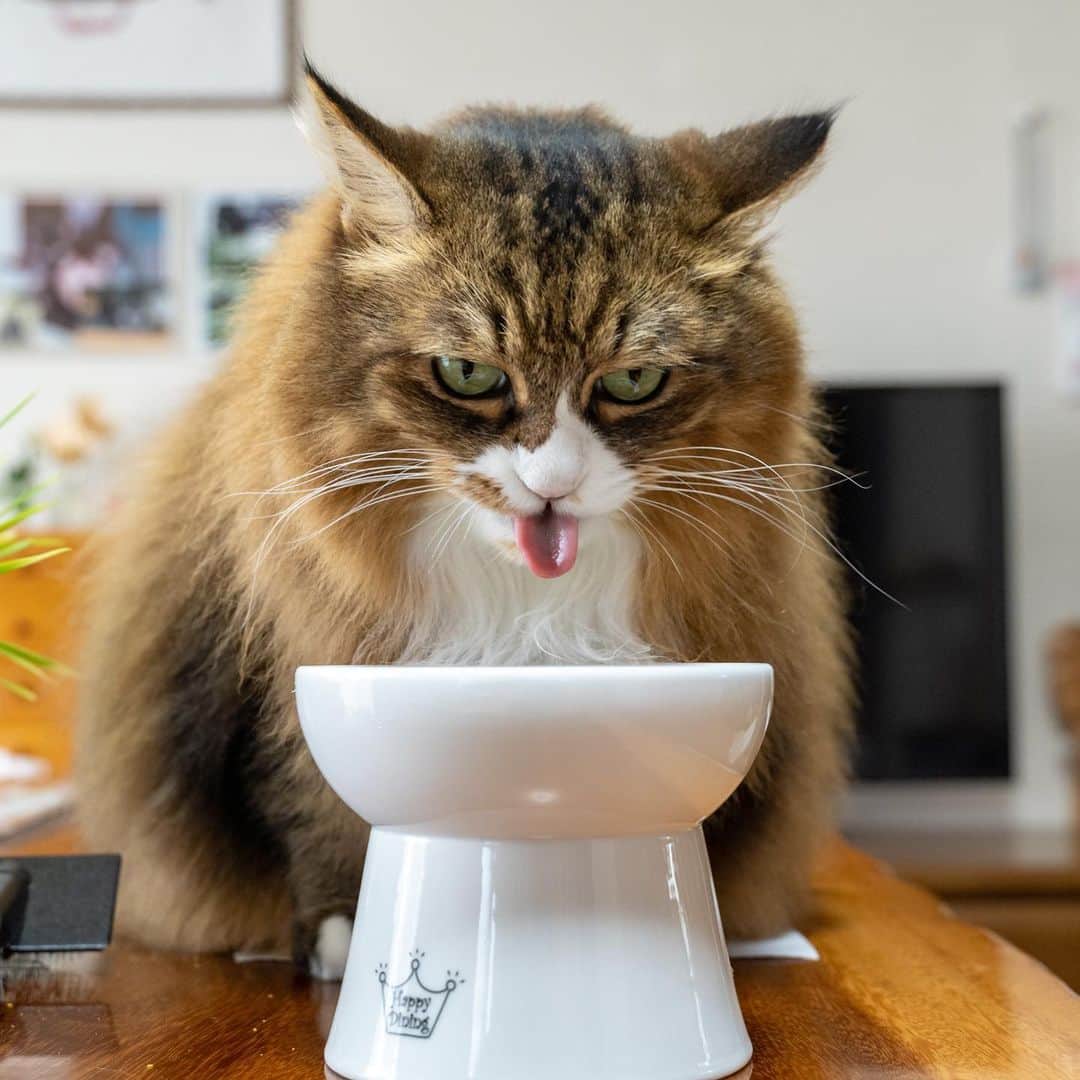 マアルさんのインスタグラム写真 - (マアルInstagram)「もずくさん #🐈 #猫好きさんと繋がりたい #北海道 #旭川市 #ペットシッター」9月6日 21時16分 - psmaaru