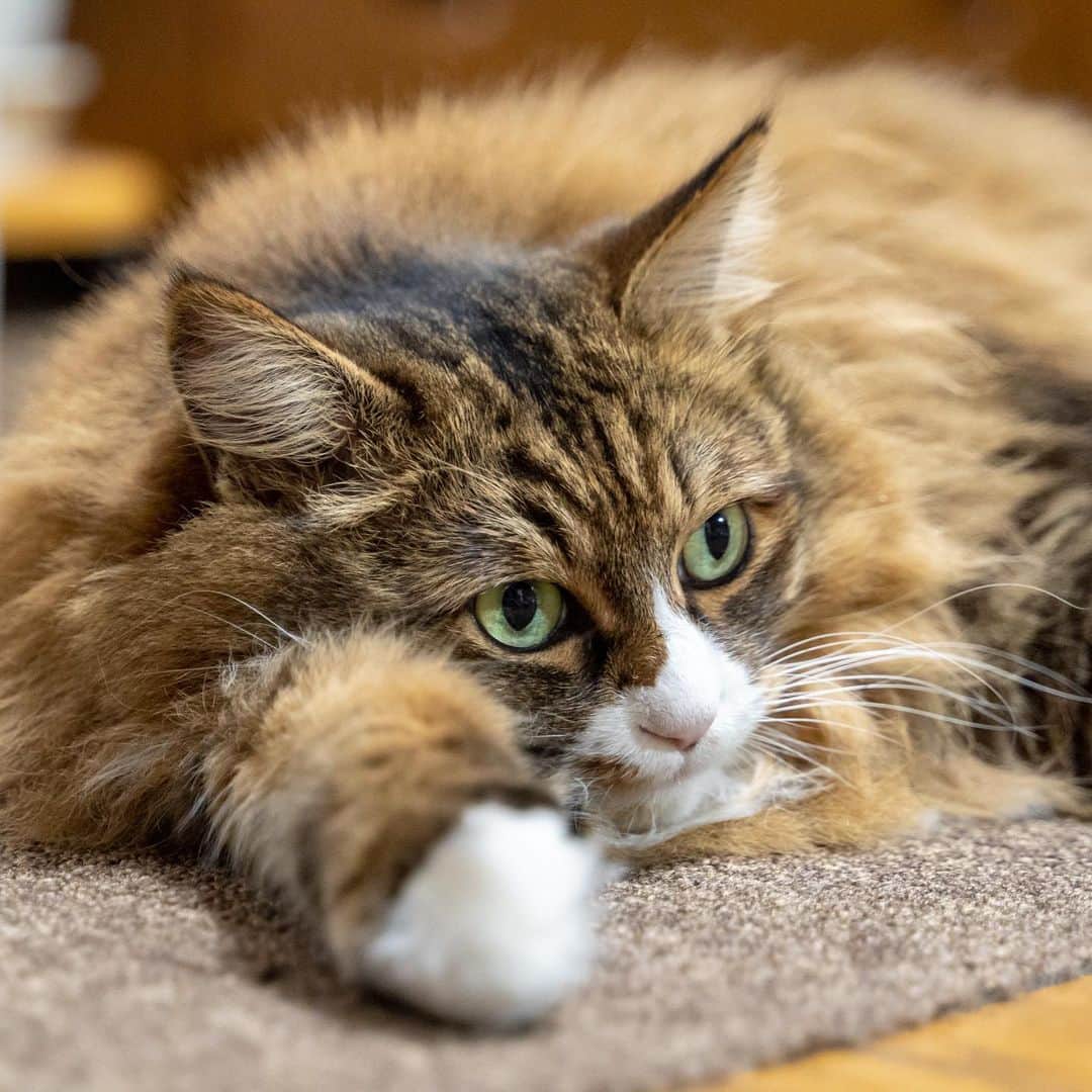 マアルさんのインスタグラム写真 - (マアルInstagram)「もずくさん #🐈 #猫好きさんと繋がりたい #北海道 #旭川市 #ペットシッター」9月6日 21時16分 - psmaaru