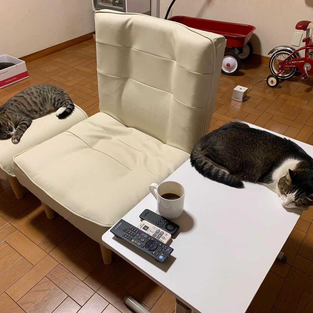 やふさんのインスタグラム写真 - (やふInstagram)「ソファ買い換えました。今度は1人用。オットマンも買ったけど、ほぼ猫（新吉）用。ちょっと席を立つとわたしのソファ乗っ取るズルさ。 ちなみにのまはテーブル、京太は床、ももは箱。 . #cat #neko #catlovers #catsofinstagram #catstagram #instacat #猫 #ねこ #ネコ #保護猫 #新吉」9月6日 21時29分 - kyafy
