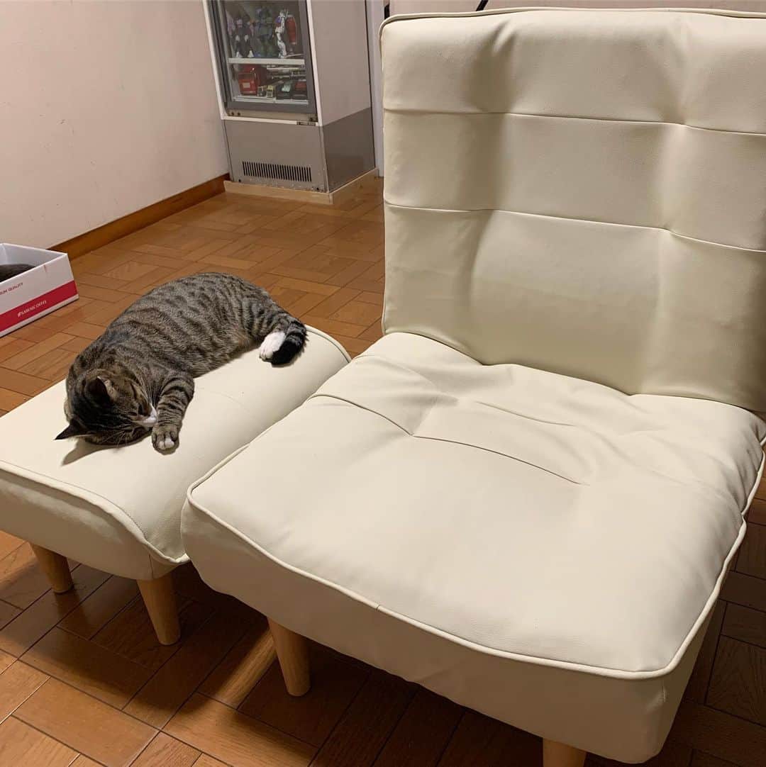 やふさんのインスタグラム写真 - (やふInstagram)「ソファ買い換えました。今度は1人用。オットマンも買ったけど、ほぼ猫（新吉）用。ちょっと席を立つとわたしのソファ乗っ取るズルさ。 ちなみにのまはテーブル、京太は床、ももは箱。 . #cat #neko #catlovers #catsofinstagram #catstagram #instacat #猫 #ねこ #ネコ #保護猫 #新吉」9月6日 21時29分 - kyafy