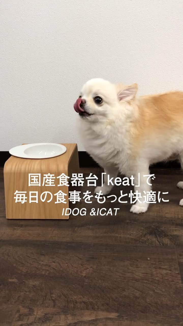 iDog&iCatのインスタグラム