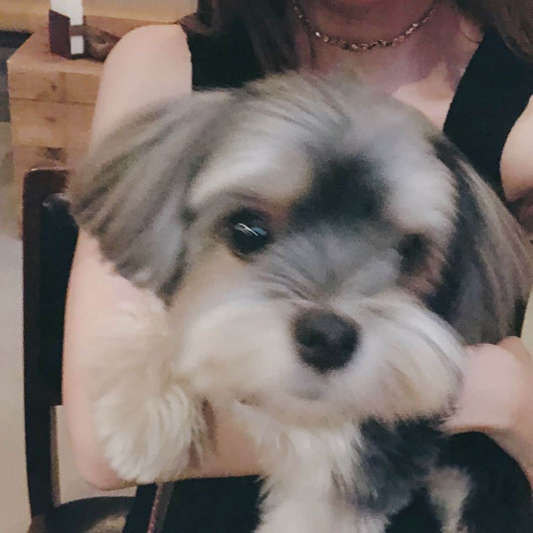 makoさんのインスタグラム写真 - (makoInstagram)「* 初めましてのくると🐶 久しぶりのおもち🐶 愛犬家の集まりだったw」9月6日 21時50分 - mkxxxbaby