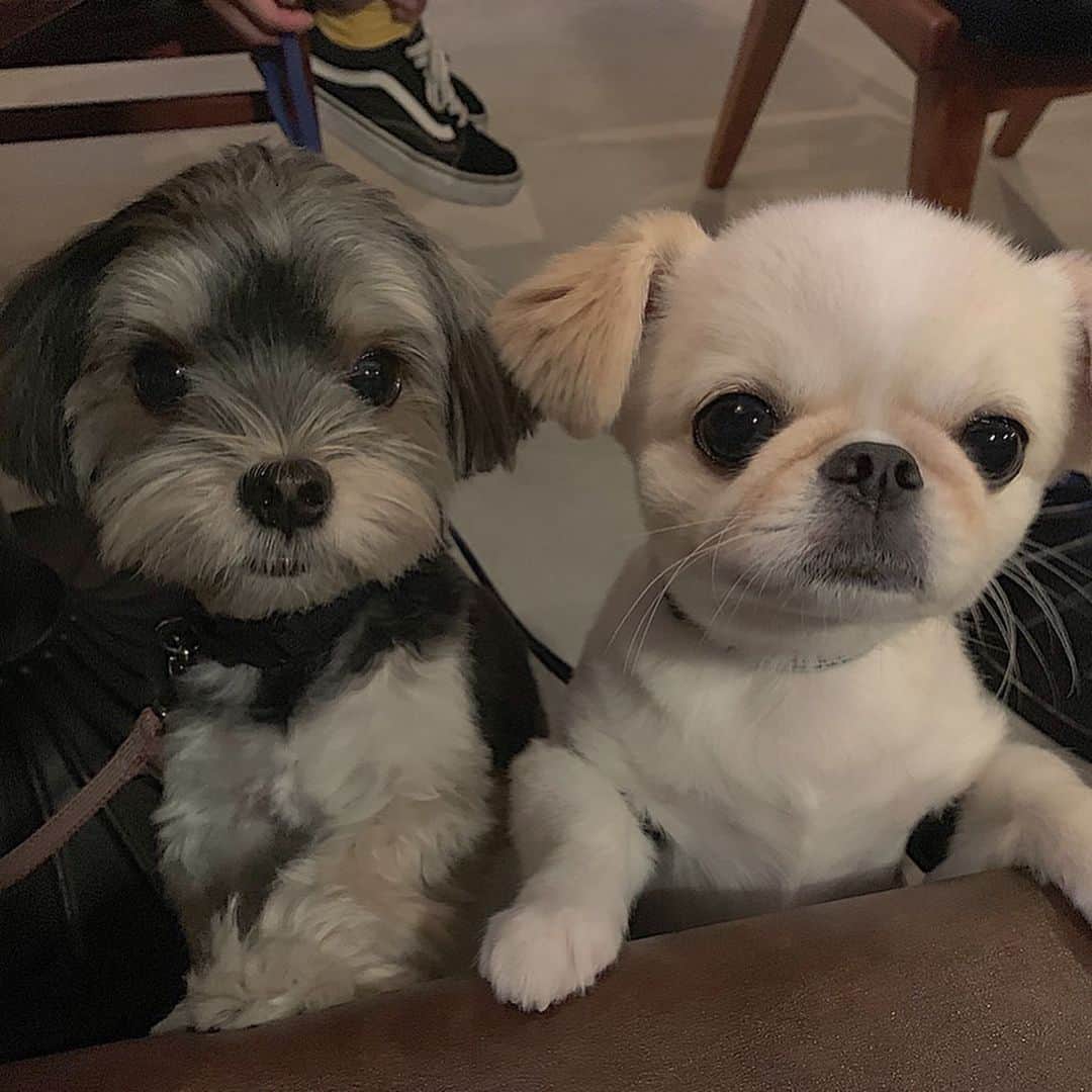 makoさんのインスタグラム写真 - (makoInstagram)「* 初めましてのくると🐶 久しぶりのおもち🐶 愛犬家の集まりだったw」9月6日 21時50分 - mkxxxbaby