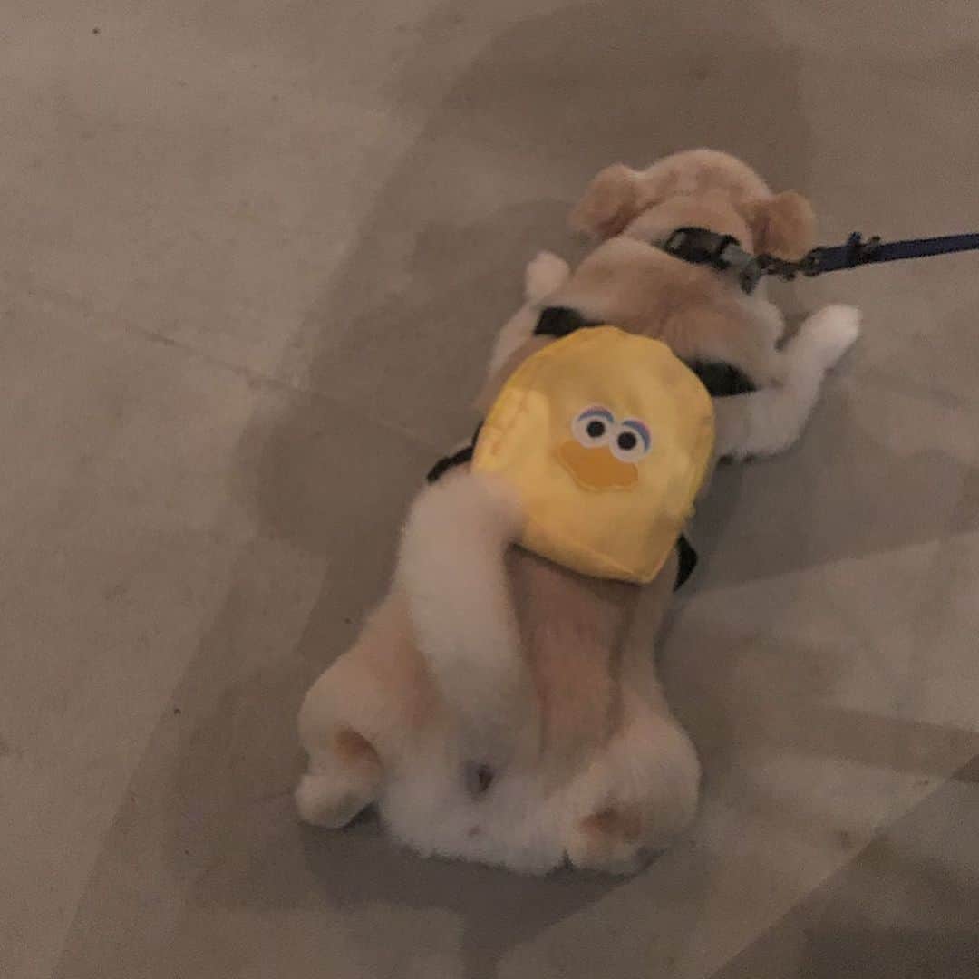 makoさんのインスタグラム写真 - (makoInstagram)「* 初めましてのくると🐶 久しぶりのおもち🐶 愛犬家の集まりだったw」9月6日 21時50分 - mkxxxbaby