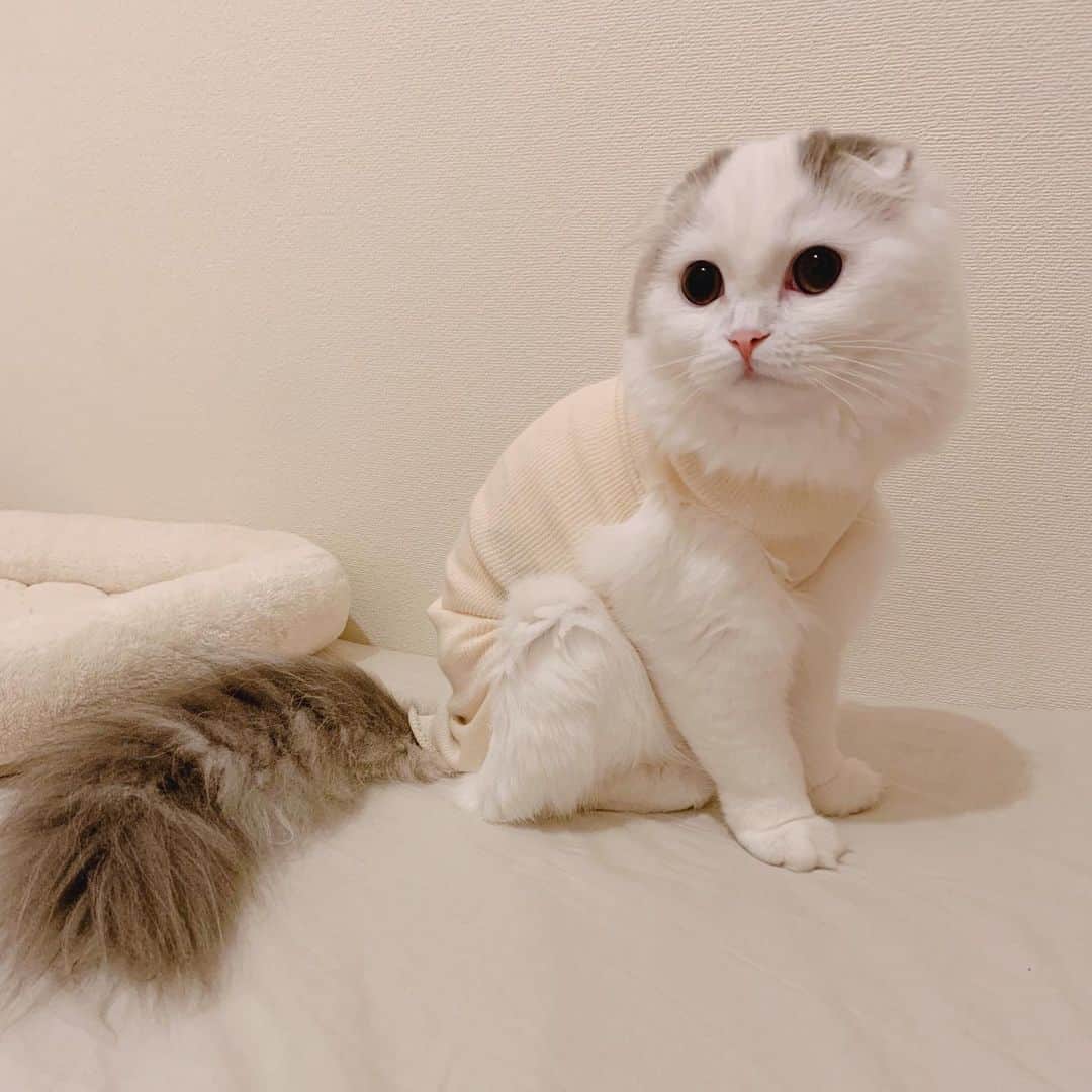 のんたのインスタグラム：「ぱんちゃん無事に手術が終わり、おうちに帰ってきました！ 帰宅してすぐごはんをモリモリ食べて、おトイレに行って💩をしたと思ったらお尻から血が出て、慌ててもう一度病院へ。 お尻のチェックや超音波検査の結果、手術とは関係ないとのことでした。 術後の抗生剤プラス整腸剤を飲むことになりましたが、とってもいい子にお薬を飲んでくれます☺️ ぱんちゃんへの応援、ありがとうございました！」