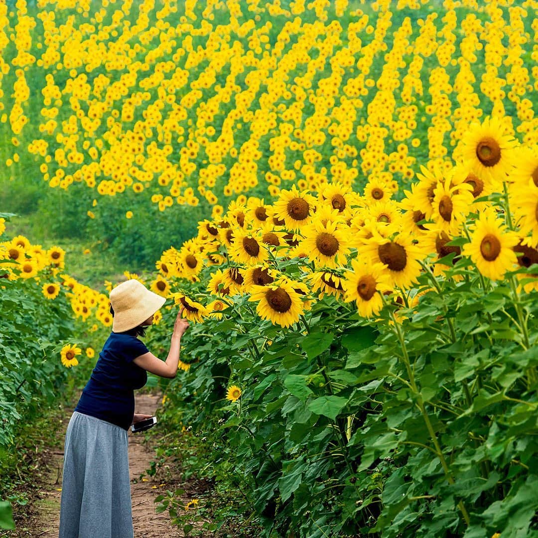 All Nippon Airwaysさんのインスタグラム写真 - (All Nippon AirwaysInstagram)「While we don’t recommend staring at the sun, we do suggest staring at #sunflowers! Hurry up and see them before sunflower season ends🌻」9月6日 22時21分 - allnipponairways