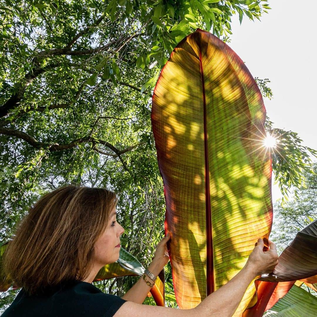 のインスタグラム：「🌿 As part of #plantlove at NYBG, we’re talking with people from all over the Garden about what inspires their passion for plants. Today, meet Leslie Coleman, Plant Information Specialist. 💚 . "I planted my first garden while living in Central London, and gardens changed for me—from places of flowers and sunshine to spaces of expression and restoration. I went on to get my certificate in horticulture on the grounds of the extraordinary Chelsea Physic Garden. What a world opened before me as the deeper beauty of plants came into focus. . "I am particularly attracted to the science of plants. The ability to understand, explain, and predict is always exciting. But I also love the mixture of order, mystery, hope, and artistry in horticulture, and I think that plants often bring out the best in people. As a Plant Information Specialist at NYBG, it is gratifying to support so many different journeys in the engrossing world of plants."」
