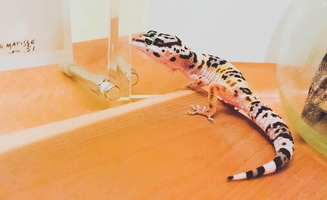 ユコ=カティのインスタグラム：「‪今日で我が家のアイドル、マティス🦎が生後3ヶ月になったよ🥳💕おめでとマティ〜❣️ついこないだ脱皮もひとりで上手にできました✨お水は水飲みからペロペロするけど人工フードはもはや餌とも思っていないちゃっかり者さ。。😂笑 もう元気ならなんでもいいや。。笑 ‬  #我が家のアイドル🦎💕 #本人爆睡中につき写真は生後2ヶ月の時のやつw #大きくなれよマティフスキー。。✨ #人工フード食べるなんて都市伝説」