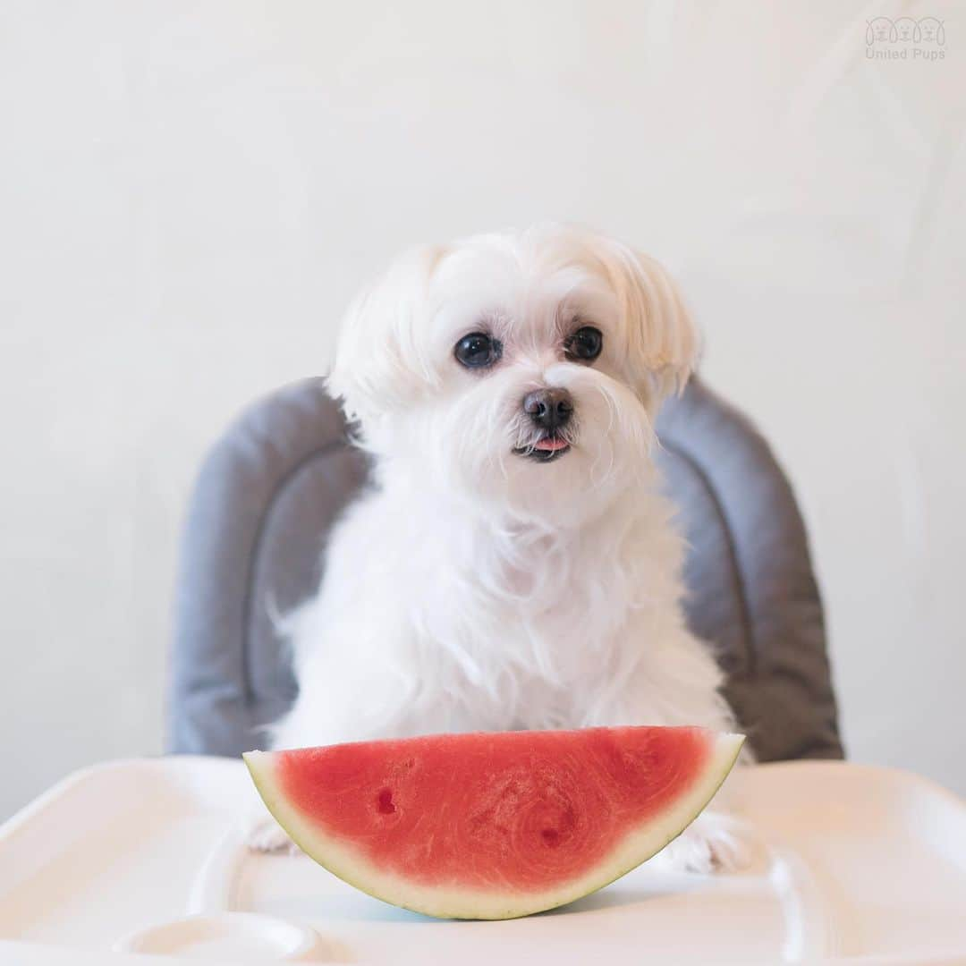 hi.arodさんのインスタグラム写真 - (hi.arodInstagram)「💁🏻‍♀A-Rod's mama: let me tell you a secret... he doesn’t know how to eat a big watermelon 😂 ・・・・ #watermelonface #watermelonpup #dogseatingwatermeon #watermelondog #feedme #dogsandwatermelon #summerfun #summertime #hotsummer #summer🍉 #summerday #slurp #sluprslurp #tongueoutlicious#tongueouteveryday#maltese#maltês#hiarod #arod#dallastx #dallasdogs#texasdog#malteseofficial#malteseofinstagram#ilovemydog#maltese_101#maltese_thecute#malteselovers#malteseworld_feature#fluffywhitedog」9月6日 23時08分 - hi.arod