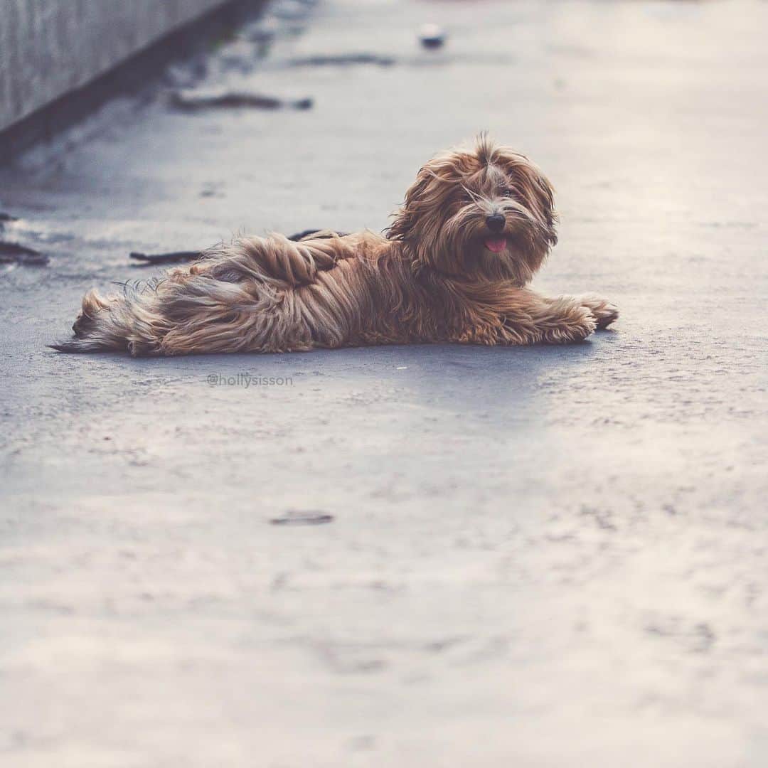 Holly Sissonさんのインスタグラム写真 - (Holly SissonInstagram)「Everybody’s waiting on the weekend! #Havanese #dog #Toronto #withaeroplan with @monicasisson ~ See more of Oliver, and Alice & Finnegan, on their pet account @pitterpatterfurryfeet ~ Canon 1D X + 100mm f2.8L Macro IS @ f2.8 (See my bio for full camera equipment information plus info on how I process my images. 😊)」9月6日 23時11分 - hollysisson