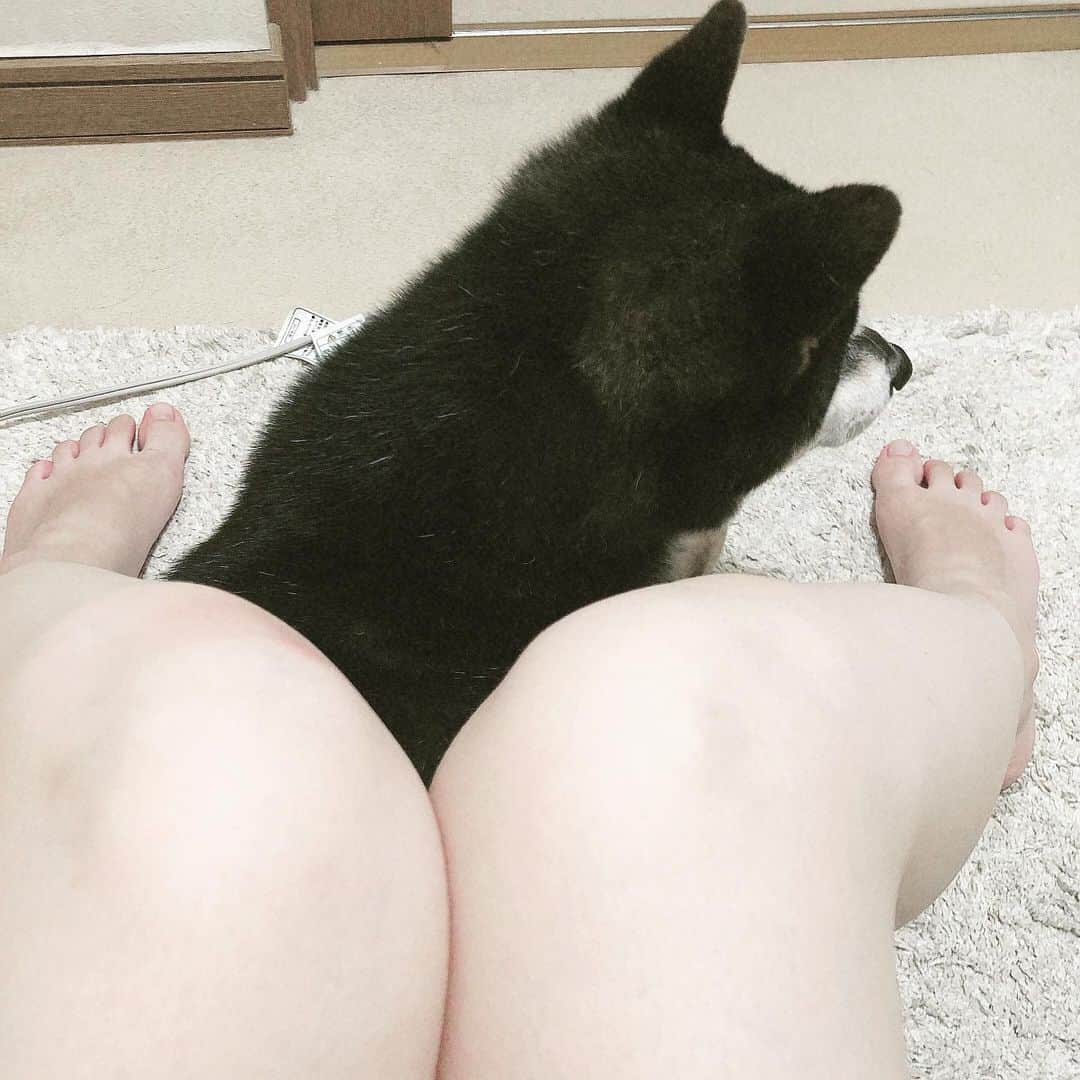 脇田唯さんのインスタグラム写真 - (脇田唯Instagram)「🐕 どして、 この広い洗面所空間で 歯磨きしてる私の 脚の間に わざわざ収まるのか（笑）  #黒柴 #柴犬 #うちの黒柴次元」9月6日 23時52分 - post_yui