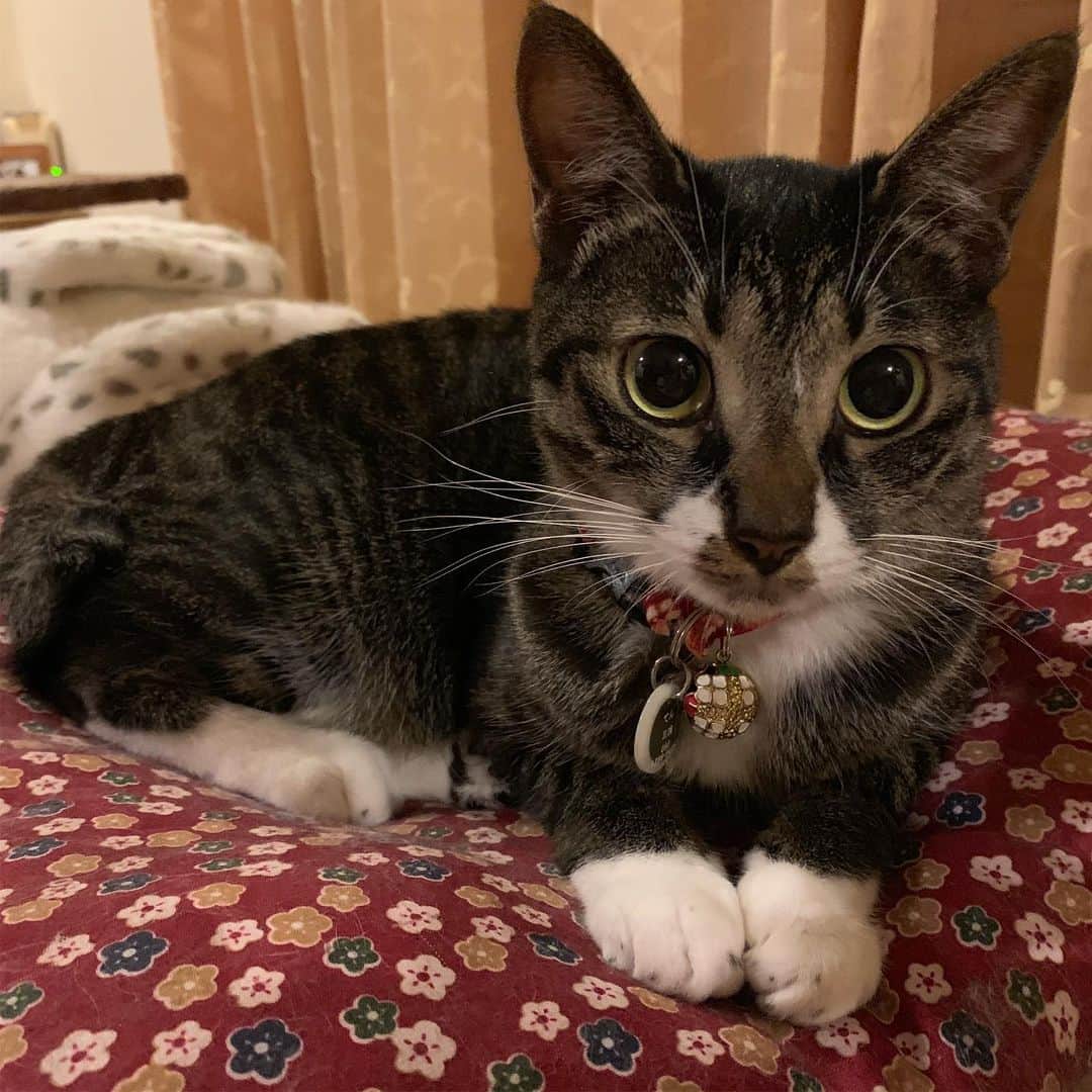 takegaeruのインスタグラム：「おちょぼ口ちゃん、おやすみにゃさい♬ #猫 #cat #よもねこ #よもぎねこ #キジトラ #きじとら #goodnight」