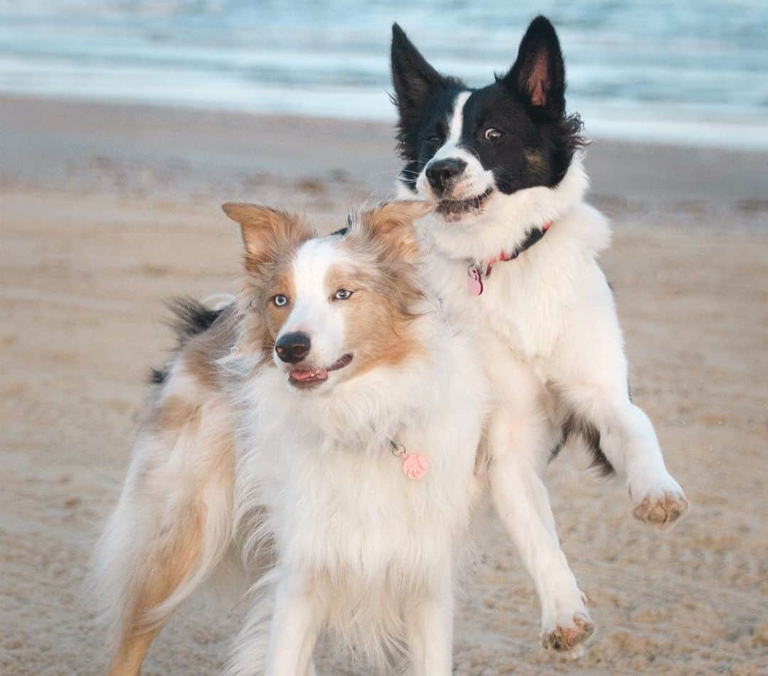 Jazzy Cooper Fostersさんのインスタグラム写真 - (Jazzy Cooper FostersInstagram)「A few more pics of my beauty and derpy from our beach trip. 😉🤪」9月7日 0時21分 - bordernerd