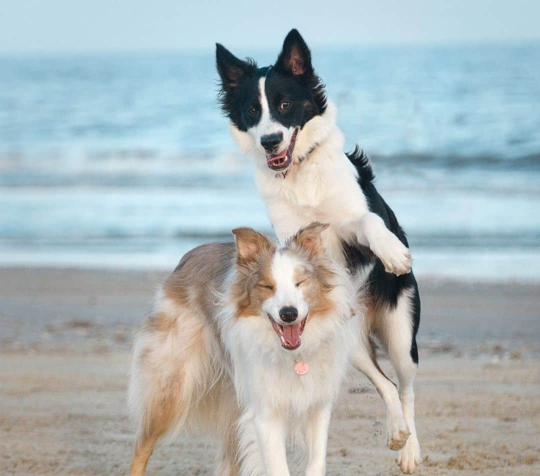 Jazzy Cooper Fostersさんのインスタグラム写真 - (Jazzy Cooper FostersInstagram)「A few more pics of my beauty and derpy from our beach trip. 😉🤪」9月7日 0時21分 - bordernerd