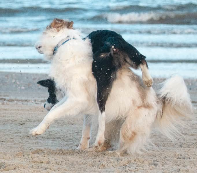 Jazzy Cooper Fostersさんのインスタグラム写真 - (Jazzy Cooper FostersInstagram)「A few more pics of my beauty and derpy from our beach trip. 😉🤪」9月7日 0時21分 - bordernerd