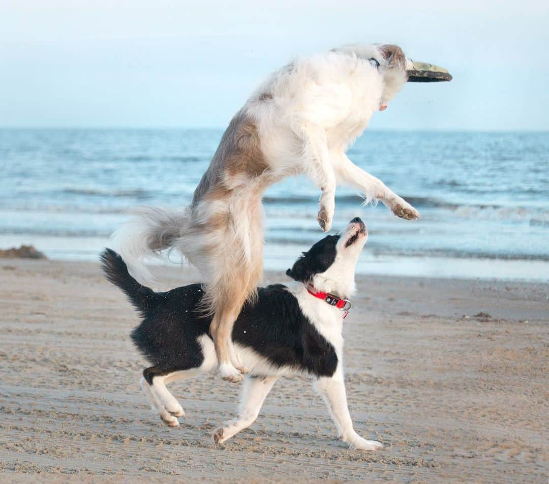 Jazzy Cooper Fostersさんのインスタグラム写真 - (Jazzy Cooper FostersInstagram)「A few more pics of my beauty and derpy from our beach trip. 😉🤪」9月7日 0時21分 - bordernerd