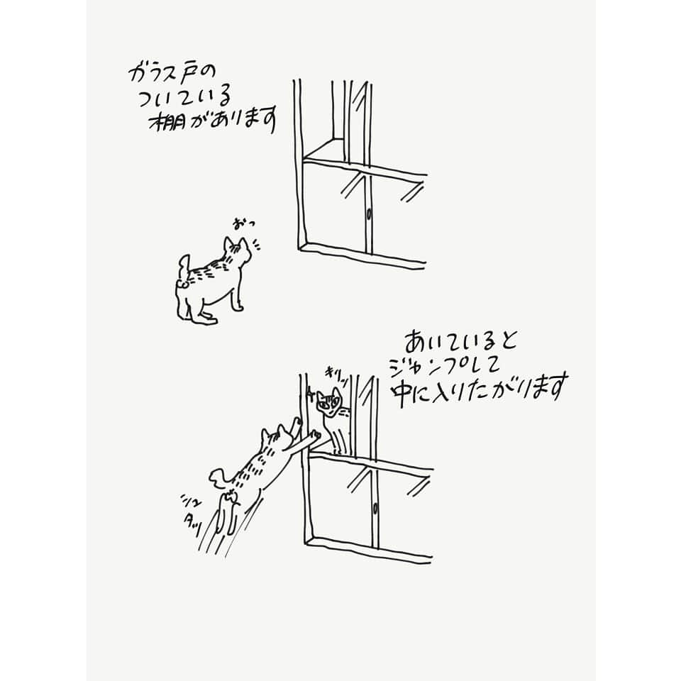 eriさんのインスタグラム写真 - (eriInstagram)「今回のシッターさん便りで、﻿ 思わず声出して笑った写真がこれ。﻿ 馴れ馴れしい紋久と違い、﻿ 他人に厳しいユマはシッターさんにも﻿ まだ威嚇するのですが、﻿ その威嚇の顔したあとの﻿ ﻿ 『ぉっと…ちとやりすぎたか…』﻿ ﻿ と口元がモゴついてる顔が﻿ 超面白い。﻿ 人間みたいな顔するね。﻿ さすが超絶技巧カメラマン兼猫シッター。﻿ ﻿ #YUMACOCO﻿ #紋久育児日記  #超絶写真技巧派キャットシッター」9月7日 11時29分 - e_r_i_e_r_i