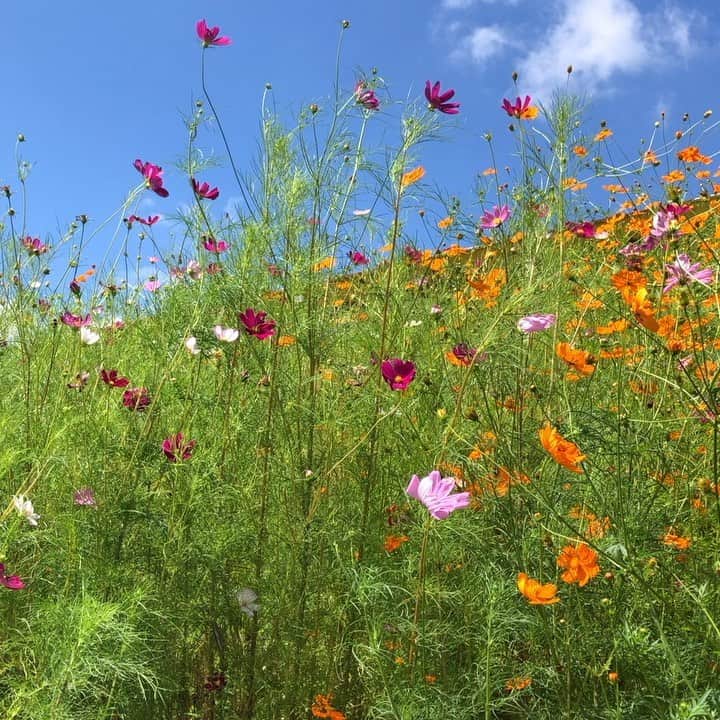 亀田誠治のインスタグラム：「コスモスゆらゆら。😌 #風とロック芋煮会」