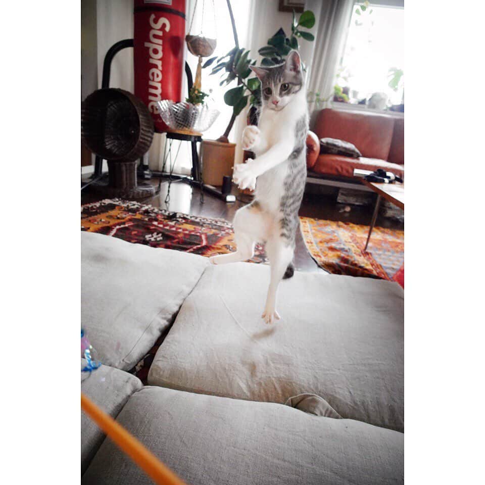 eriさんのインスタグラム写真 - (eriInstagram)「さて、超絶技巧の猫カメラマンとしても人気なうちのキャットシッターさんですが、今回の不在中も毎日最高な写真とリポートを届けてくれていました。 #紋久育児日記　#超絶写真技巧派キャットシッター」9月7日 11時05分 - e_r_i_e_r_i