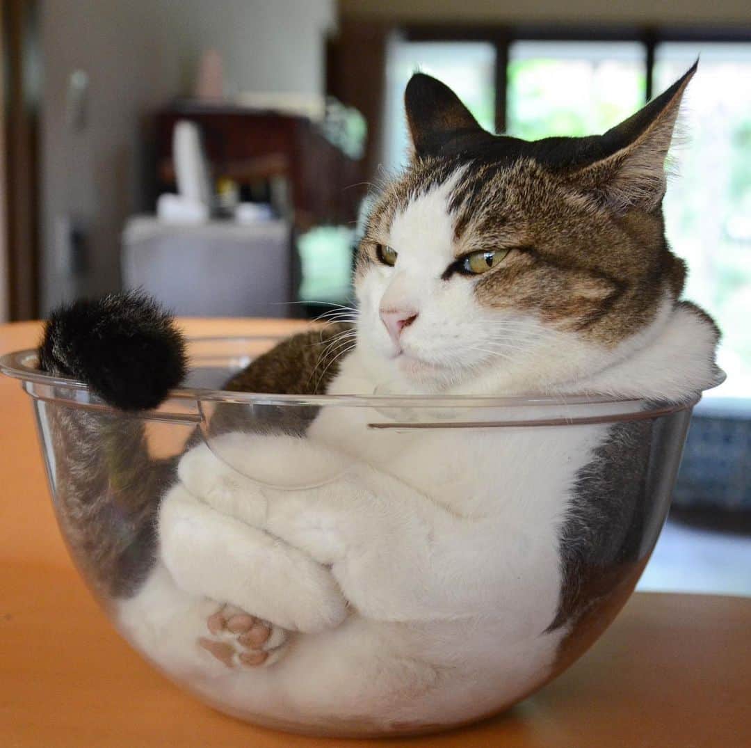 やふさんのインスタグラム写真 - (やふInstagram)「のま先生はおててはこう重ねる。ボウルインの姿は京太より圧倒的に美しい . #cat #neko #catlovers #catsofinstagram #catstagram #instacat #猫 #ねこ #ネコ #保護猫 #のま #のまらー #被災猫」9月7日 11時17分 - kyafy