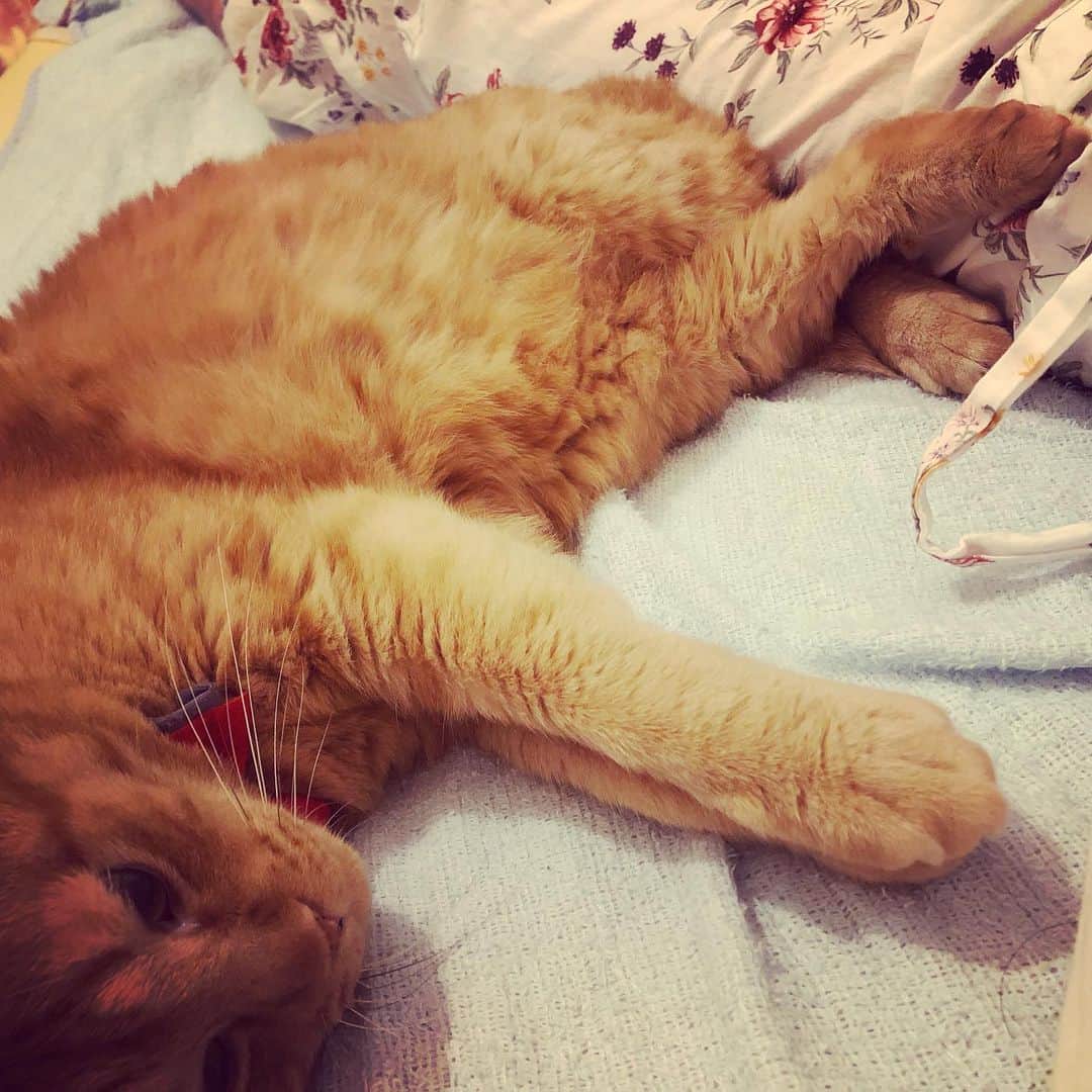 森永理科のインスタグラム：「まどろみねこ。 #きょうのとらやん」