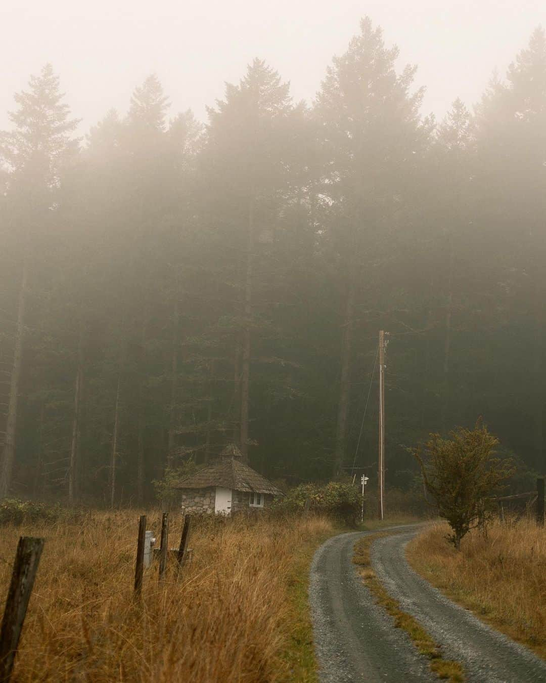 Dara Muscatさんのインスタグラム写真 - (Dara MuscatInstagram)「Misty mornings in September ✨🍂✨」9月7日 2時56分 - daramuscat