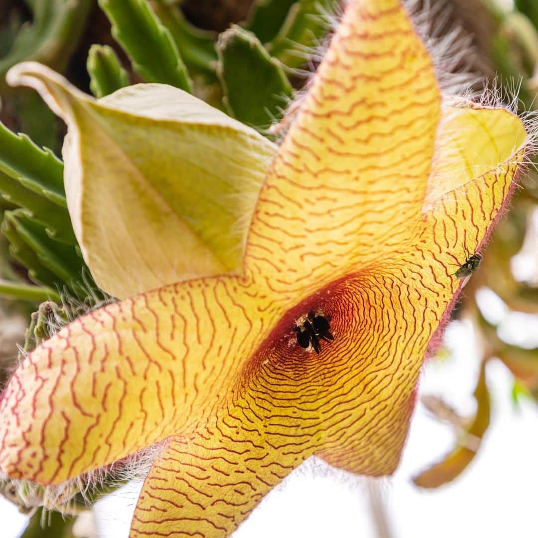 のインスタグラム：「What's beautiful now? The Zulu Giant! Located in our Haupt Conservatory, its tremendous, fuzzy flowers open to reveal what's certainly more of a stench than an aroma, attracting flies to pollinate it with the smell of rotten meat. Maybe it's best to admire from afar. 🦟☠️ . #Stapelia gigantea #plantlove」