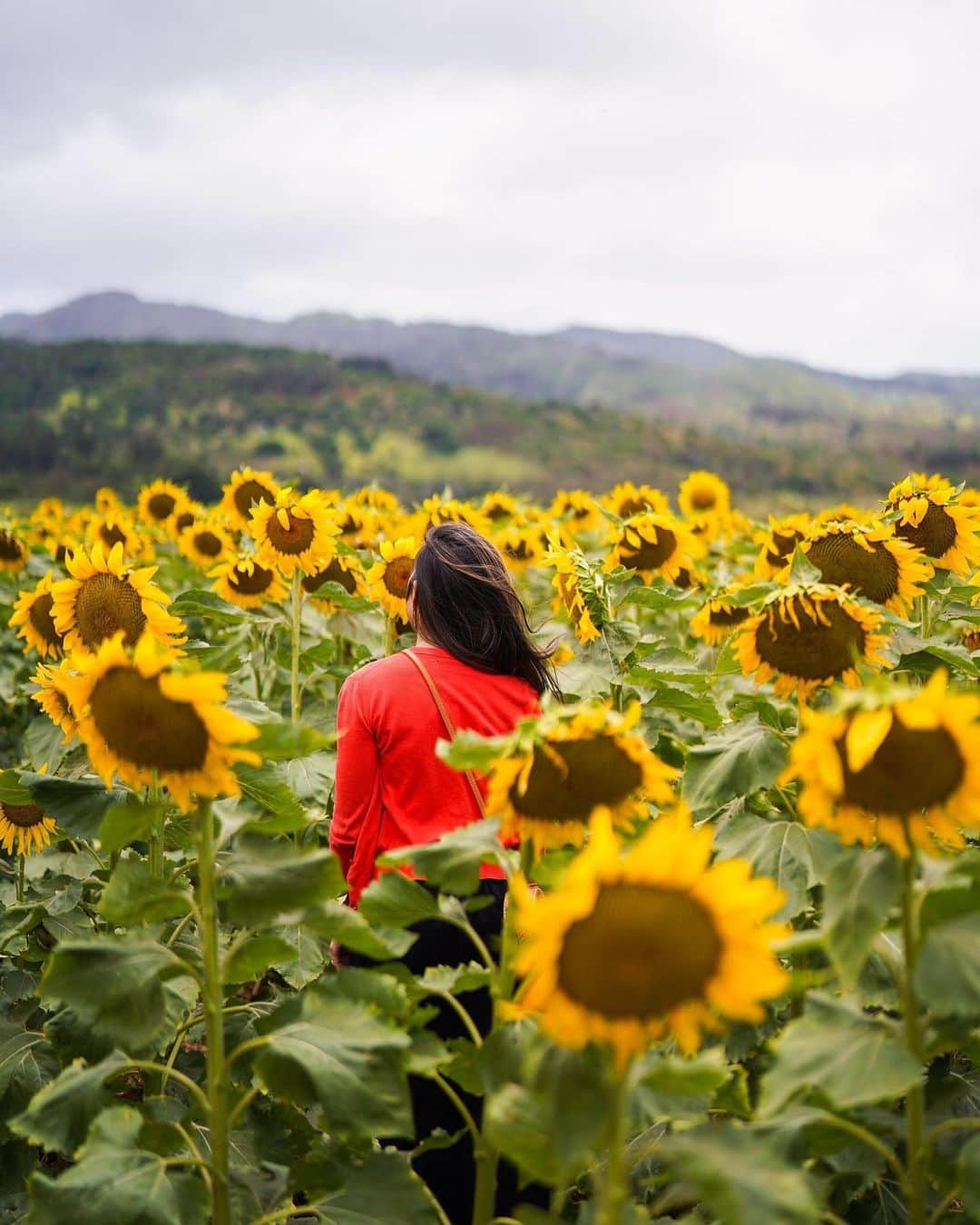 ハワイアン航空さんのインスタグラム写真 - (ハワイアン航空Instagram)「Happy #AlohaFriday! Gift a loved one with flowers by tagging them and commenting a 🌻. 📍: Waialua Sunflower Fields, Oʻahu . . . . #ExploreHawaii #GlimpseofHawaii #NakedHawaii #HawaiiUnchained #AlohaOutdoors #AdventureAwaits #VisitOahu #HawaiiNei」9月7日 3時58分 - hawaiianairlines