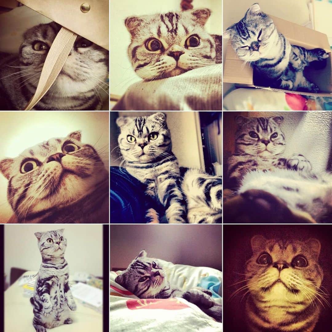 Shishi-maruのインスタグラム：「🐱My cat’s new episode.↓ https://cat.benesse.ne.jp/lovecat/content/?id=46544 🐱「渋ネコ ししまるさん」がねこのきもちWEBMAGAZINE にて更新されました。画像は、2014年と2017年ごろのインスタ投稿のサムネイルです。 【渋ネコししまるさん】#11 ｜ねこのきもちWEB MAGAZINE https://cat.benesse.ne.jp/lovecat/content/?id=46544 ーーーーーーーーーーー 📕「ぷっちねこ。」「3匹のちいさな猫を召喚できたなら」「ちいさな猫を召喚できたなら」徳間書店より単行本発売中 ーーーーーーーーーーー ⭐︎ねこ漫画を描いています→@tacos_cat 🐱公式→@chiisanacat 🌺Twitter →@taco_emonemon ーーーーーーーーーーー」
