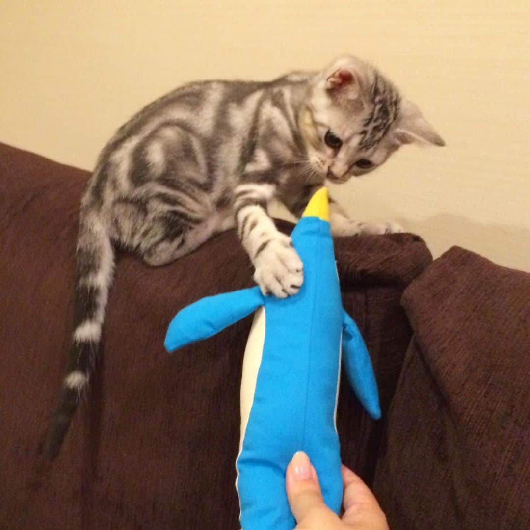 Alain アランさんのインスタグラム写真 - (Alain アランInstagram)「Good morning! Bonjour! Happy Caturday! Baby Alain at 3 months old. The first battle against penguin 🐧! * おはようございます。 土曜日は蔵出しアラン！ アランの子猫時代の写真をお見せしています。 ベビーアラン 生後3ヶ月。ペンギンたんとの初めての戦いです！ * #babyalain #catstagram #cat_features  #topcatphoto #cutepetclub #catsofinstagram #ig_catclub #cats_of_world #meowsandwoofs #meowvswoof#nc_cuties #excellent_cats #catstocker  #bestmeow #magnificenteowdels#bestcats_oftheworld#INSTACAT_MEOWS #peco #スタペグラム#ペピ友#animalsco#mofmo#igersjp#みんねこ#ふわもこ部#ペコねこ部 #アメショー」9月7日 6時16分 - alain_cat