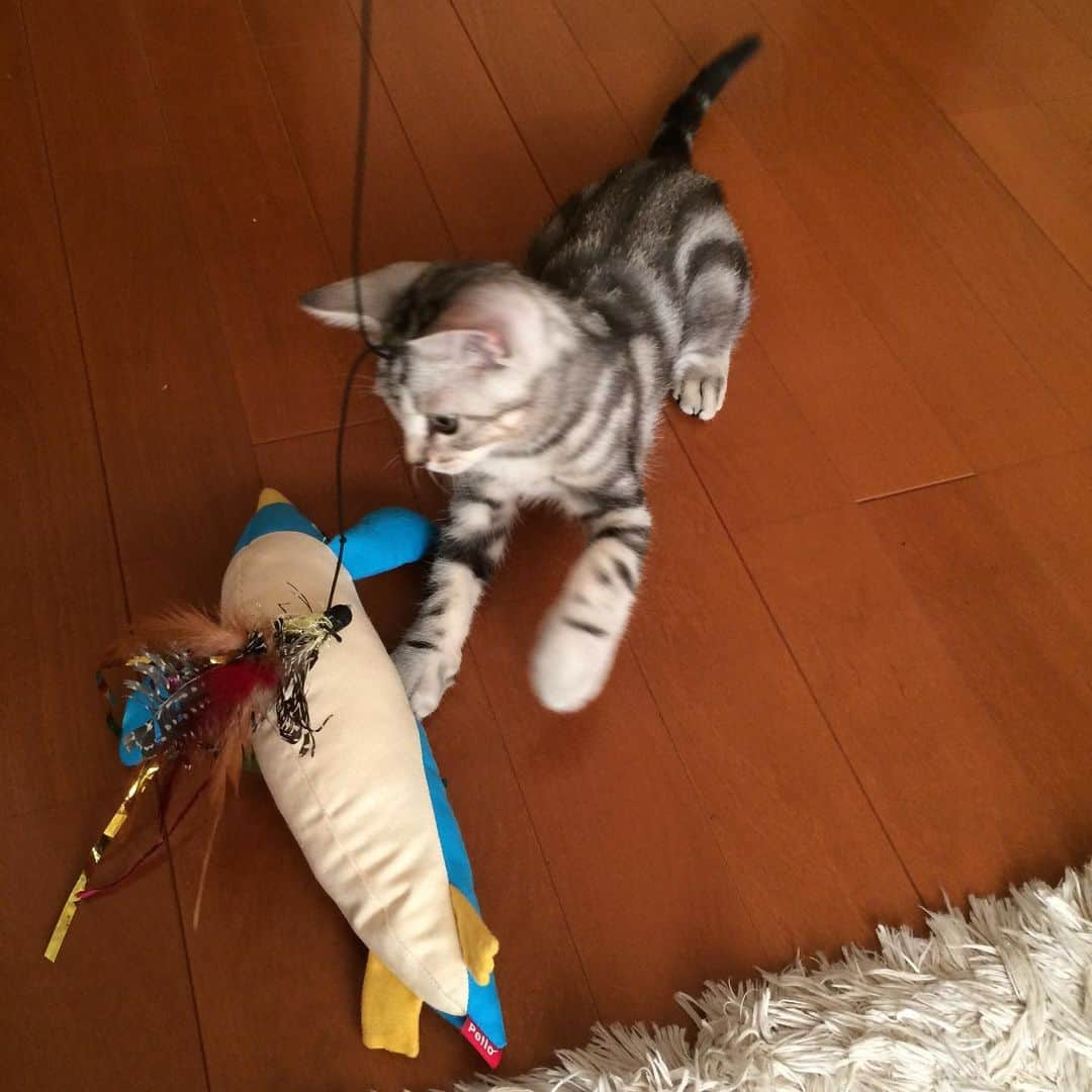 Alain アランさんのインスタグラム写真 - (Alain アランInstagram)「Good morning! Bonjour! Happy Caturday! Baby Alain at 3 months old. The first battle against penguin 🐧! * おはようございます。 土曜日は蔵出しアラン！ アランの子猫時代の写真をお見せしています。 ベビーアラン 生後3ヶ月。ペンギンたんとの初めての戦いです！ * #babyalain #catstagram #cat_features  #topcatphoto #cutepetclub #catsofinstagram #ig_catclub #cats_of_world #meowsandwoofs #meowvswoof#nc_cuties #excellent_cats #catstocker  #bestmeow #magnificenteowdels#bestcats_oftheworld#INSTACAT_MEOWS #peco #スタペグラム#ペピ友#animalsco#mofmo#igersjp#みんねこ#ふわもこ部#ペコねこ部 #アメショー」9月7日 6時16分 - alain_cat