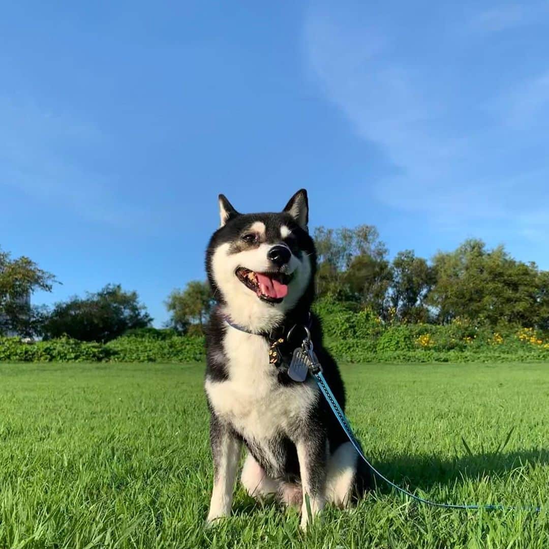 のインスタグラム：「朝から暑いっ💦 #毛皮族大ピンチ #朝んぽ #青空散歩 #blueskyblue #kuroshiba #blackshiba #shibainu #shibastagram #instadog #dogstagram #柴犬 #黒柴 #黑柴 #日本犬 #和犬 #癒し犬 #いぬら部 #ふわもこ部 #柴犬部 #モフモフ生命体 #柴犬のいる暮らし #わんこのいる暮らし #わんこのいる生活 #わんこと一緒 #わんダフォ #わんだふるjapan」