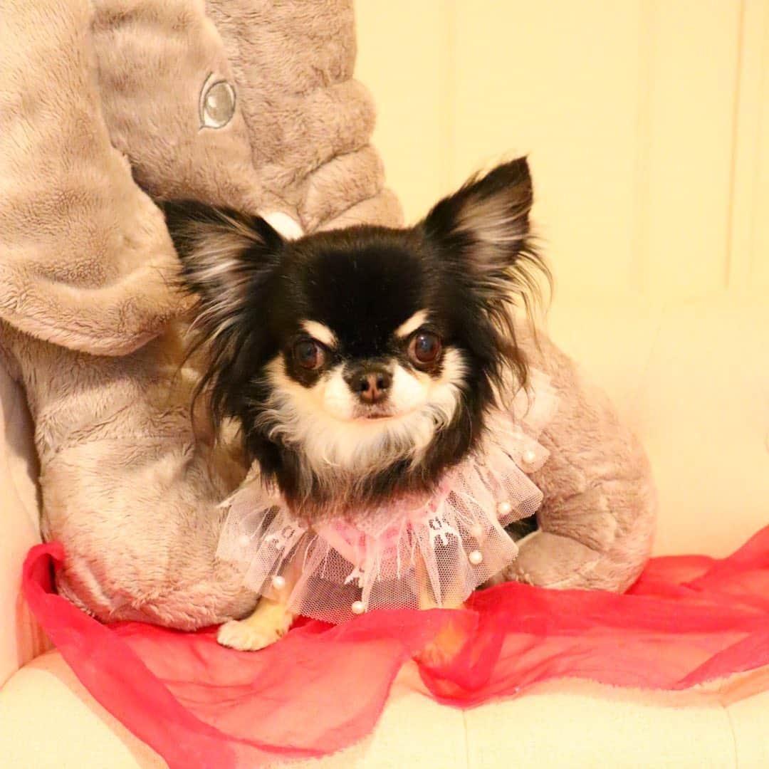 kayoのインスタグラム：「* * ゾウさんとおはよー☀️🐘🐘🐘 * * Melon💗🐘 * * #chihuahua#chihuahualove#dogstgram#dog#instadog#チワワ#チワワ大好き * *」