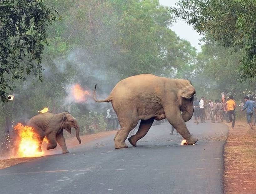 のインスタグラム：「Repost from @karmagawa ⚠WARNING GRAPHIC IMAGES⚠ THIS ANIMAL CRUELTY MUST STOP RIGHT NOW! Please share this post with your followers and tag people, celebrities and news media who need to see it to help us spread awareness of how poorly elephants are being treated in India! This is a photo of an elephant calf set on fire. This pic shows a people throwing firebombs, which are fire-soaked balls of tar, and crackers at the elephants to send them away from a human settlement which was nearby. The heat from the fire harmed their delicate skin as mother and child attempt to run away from people. In this, the mother elephant closed her ears as she was scared and wanted to ignore the crowd. Behind her, her calf baby screams in confusion and fear as the fire burns at her feet. Picture Credits: Biplab Hazra #savetheelephants #endanimalcruelty #karmagawa」