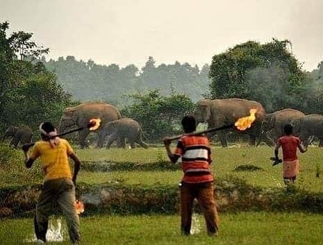 ティモシー・サイクスさんのインスタグラム写真 - (ティモシー・サイクスInstagram)「Repost from @karmagawa ⚠WARNING GRAPHIC IMAGES⚠ THIS ANIMAL CRUELTY MUST STOP RIGHT NOW! Please share this post with your followers and tag people, celebrities and news media who need to see it to help us spread awareness of how poorly elephants are being treated in India! This is a photo of an elephant calf set on fire. This pic shows a people throwing firebombs, which are fire-soaked balls of tar, and crackers at the elephants to send them away from a human settlement which was nearby. The heat from the fire harmed their delicate skin as mother and child attempt to run away from people. In this, the mother elephant closed her ears as she was scared and wanted to ignore the crowd. Behind her, her calf baby screams in confusion and fear as the fire burns at her feet. Picture Credits: Biplab Hazra #savetheelephants #endanimalcruelty #karmagawa」9月7日 8時25分 - timothysykes