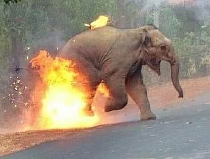 ティモシー・サイクスさんのインスタグラム写真 - (ティモシー・サイクスInstagram)「Repost from @karmagawa ⚠WARNING GRAPHIC IMAGES⚠ THIS ANIMAL CRUELTY MUST STOP RIGHT NOW! Please share this post with your followers and tag people, celebrities and news media who need to see it to help us spread awareness of how poorly elephants are being treated in India! This is a photo of an elephant calf set on fire. This pic shows a people throwing firebombs, which are fire-soaked balls of tar, and crackers at the elephants to send them away from a human settlement which was nearby. The heat from the fire harmed their delicate skin as mother and child attempt to run away from people. In this, the mother elephant closed her ears as she was scared and wanted to ignore the crowd. Behind her, her calf baby screams in confusion and fear as the fire burns at her feet. Picture Credits: Biplab Hazra #savetheelephants #endanimalcruelty #karmagawa」9月7日 8時25分 - timothysykes
