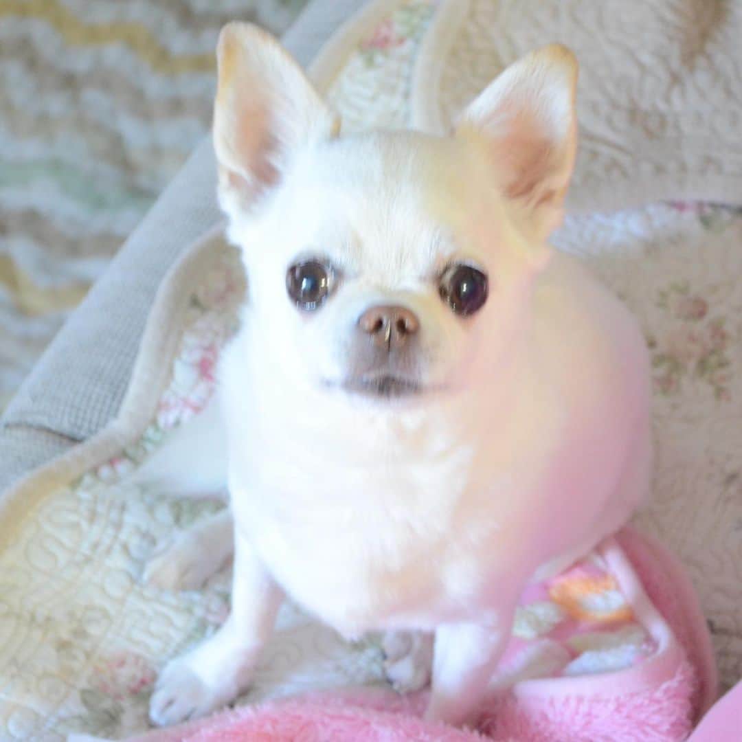 KORIKIのインスタグラム：「おはようございます♪ * #遊んでくれるんでしょ #キラキラな視線 #dogofsapporo #dog, #dogs, #dogstagram,#chihuahua,#犬バカ部,#チワワ,#koriki, #hanadog #白スムチ連合会, #スムチー,  #dogofthedayjp, #dogoftheday  #ilovemydog #instadog #instapet #WhiteChihuahua  #吉娃娃 #치와와  #dogsofinstagram #Chihuahualover  #ชิวาวา #チワワの輪 #barkbox #WhiteChihuahuaParty #もふもふモフモフ」