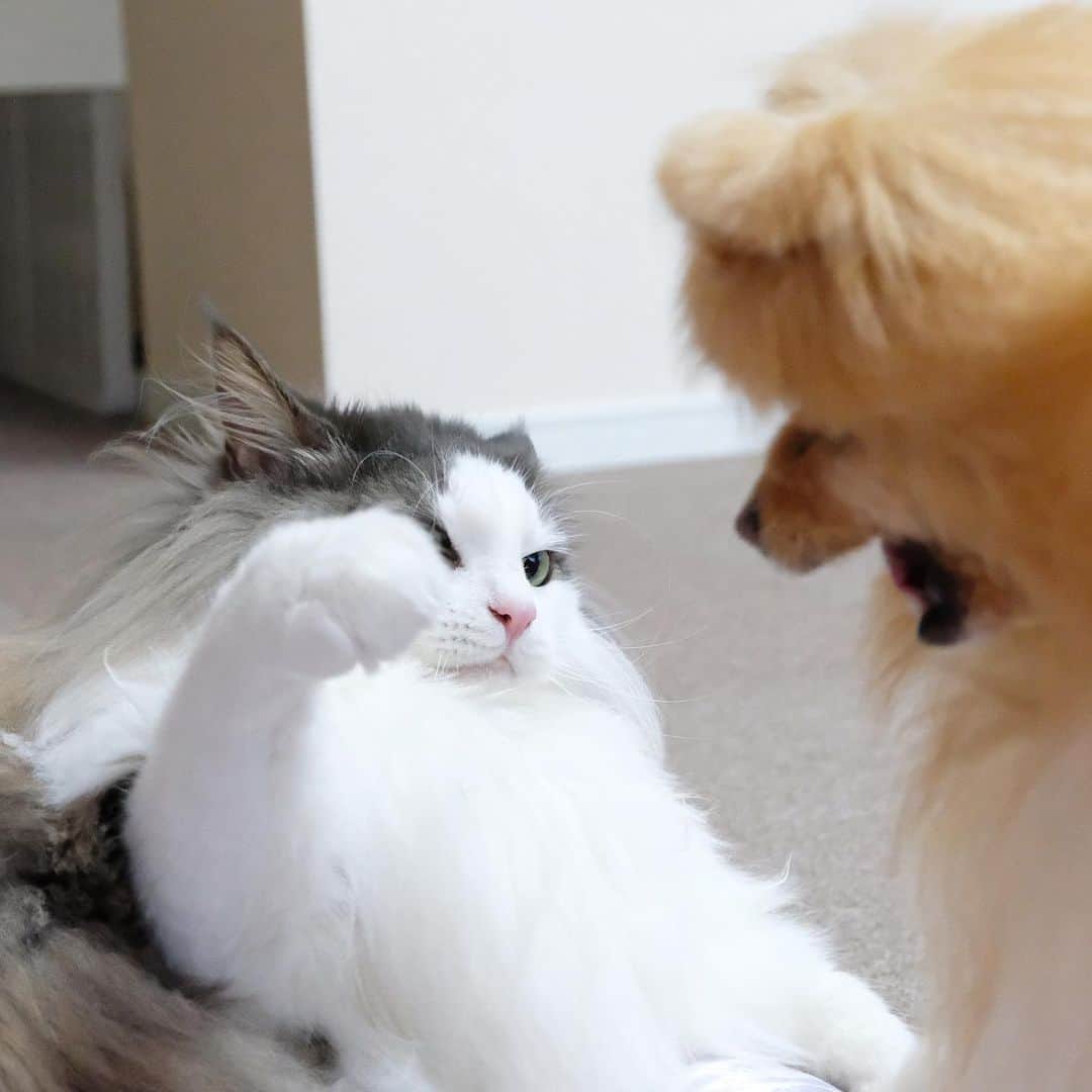 Hanaさんのインスタグラム写真 - (HanaInstagram)「ブログ更新しました♪ プロフィールから飛べます🚀 http://kedamakyoudai.blog.jp/ * どちらもヤル気満々 😼🔥🐶 * * #NorwegianForestCat#Pomeranian#japan#catlover#doglover#dogs#cat#Kawaii#fluffy#pom#fluffydog#catsofinstagram#dogsofinstagram#fluffycat#ノルウェージャンフォレストキャット#ポメラニアン#pecoいぬ部#ペコねこ部#犬と猫のいる暮らし#かわいい#cute#cutecat#funny#funnydog#funnycat#いぬのきもち#ねこのきもち#猫#もふもふ#仲良し」9月7日 19時28分 - mofu2family