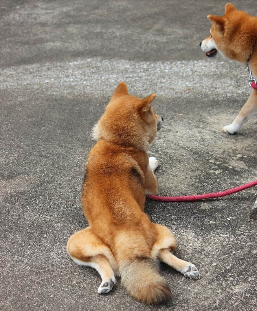 柴犬たま Shibainu Tamaさんのインスタグラム写真 - (柴犬たま Shibainu TamaInstagram)「少しくねったカエル足も可愛いな🤭 * Caption trans🇬🇧 Tama's legs are cute🤭 * #柴犬たま #たママ #たま家族 #柴犬ミケ #一眼レフ #一眼レフカメラ #カエル足 #肉球 #しっぽモフモフ #たぬきのしっぽ #ツートンカラー #後頭部フェチ #柴犬 #shiba #shibainu #shibastagram #犬 #dog #多頭飼い」9月7日 19時23分 - tama7653