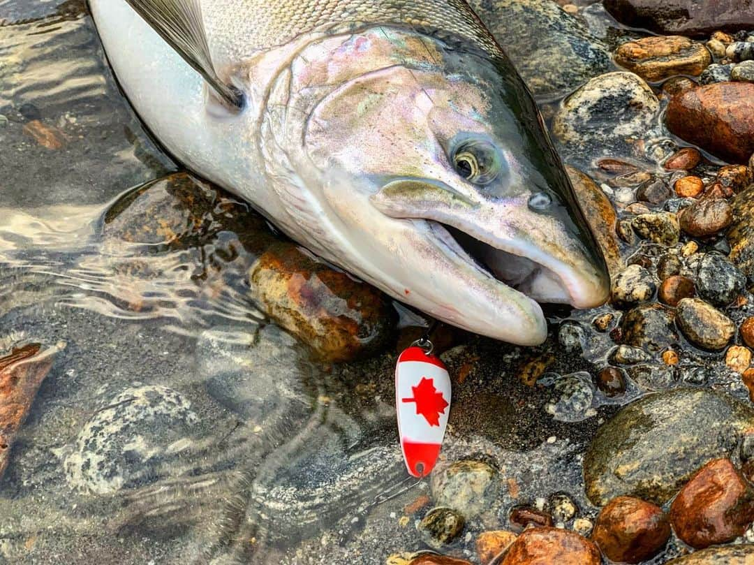 秋丸美帆さんのインスタグラム写真 - (秋丸美帆Instagram)「🇨🇦🥄🎣 . #canada #britishcolumbia #kitimat #kitimatlodge #salmon #coho #silversalmon #fishing #trip #fish #river #nature #naturephotography #lurefishing #カナダ #バンクーバー #ブリティッシュコロンビア #キティマト #シルバーサーモン#サーモン #コーホーサーモン #銀鮭 #鮭 #釣り #ルアーフィッシング #🇨🇦」9月7日 19時24分 - mippy34