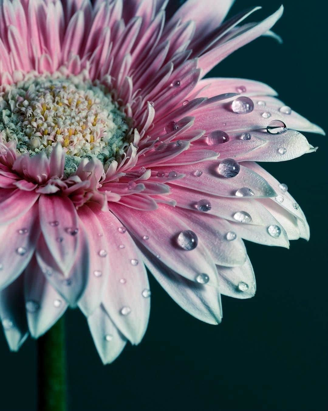 花の写真館のインスタグラム