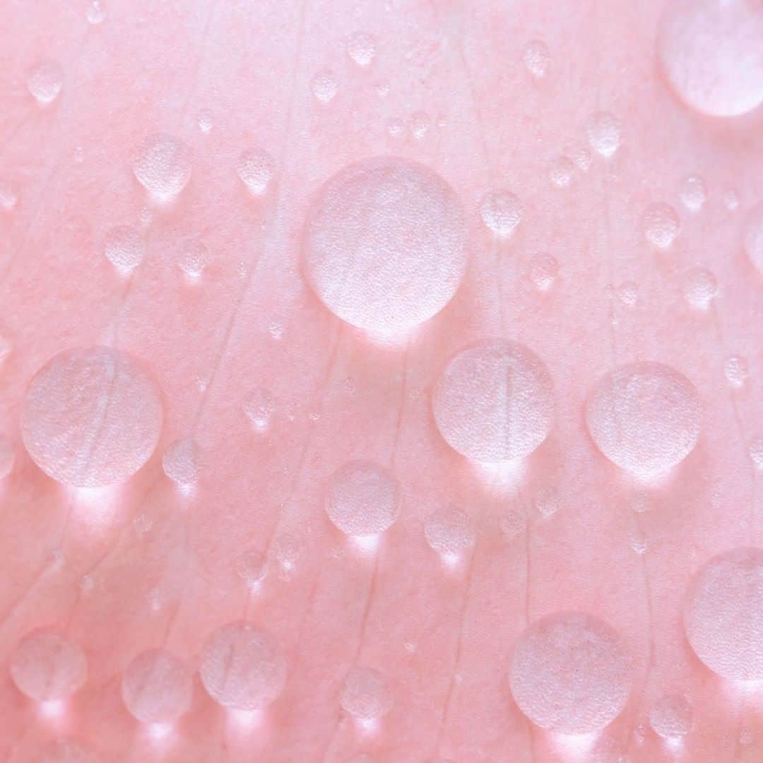 Melvita Officialのインスタグラム：「L’infusion de rose 🌹 est la star de notre Soin Hydratation Intense Nectar de Roses.  Cet ingrédient ultra-désaltérant est 100 fois plus concentré en minéraux hydratants qu’une eau thermale classique 💦. Préparez-vous à retrouver douceur, fraîcheur et souplesse avec le NECtar de Roses PLUS ULTRA des peaux déshydratées ! ⠀ ⠀ #nectarderose #cremehydratationintense #new #rose #infusionderose #cremedejour #cremehydratante #hydratation ⠀ #cosmetiquebio #cleanbeauty」