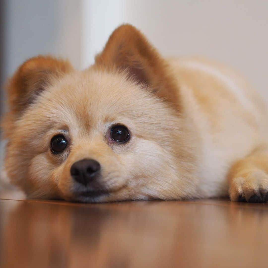 水野良樹さんのインスタグラム写真 - (水野良樹Instagram)「犬がかわいいだけのインスタはこちらです。」9月7日 20時00分 - mizunoyoshiki_teke