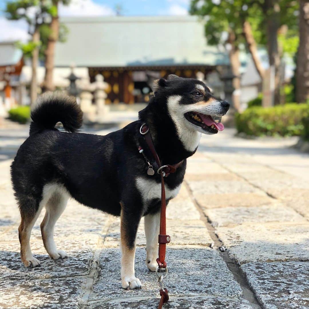 vo_coのインスタグラム：「🐾 もうすぐこたつが最初の脱臼をしてから1年 骨頭切除手術で股関節を無くすと聞いた時は耳を疑ったけど、本当に股関節なくても犬は普通に生活出来るようになるもんですねぇ 特にこたつは左右両方の股関節が無くなったけど、日常生活に大きな支障はなく過ごせてます 犬ってすごいなぁ * #股関節の無い柴犬 #shibastagram #instashiba #shiba #shibainu #黒柴 #柴犬」