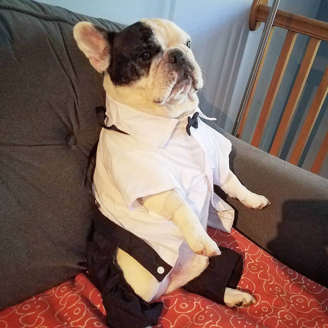Manny The Frenchieのインスタグラム：「When you actually got ready to go out, but your friends cancel last minute and you're just there like, now what?!」