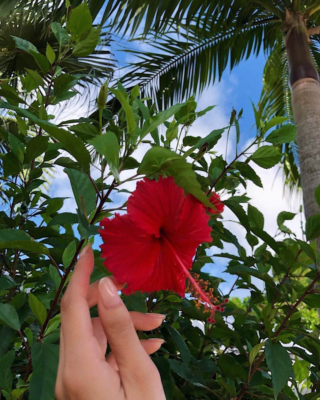のインスタグラム：「hibiscus 🌺 . .」